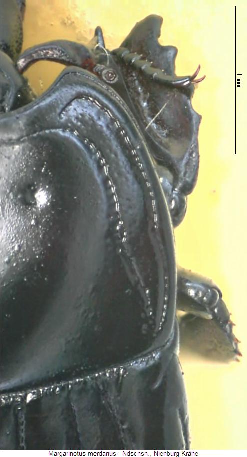 margarinotus_merdarius_vk.jpg