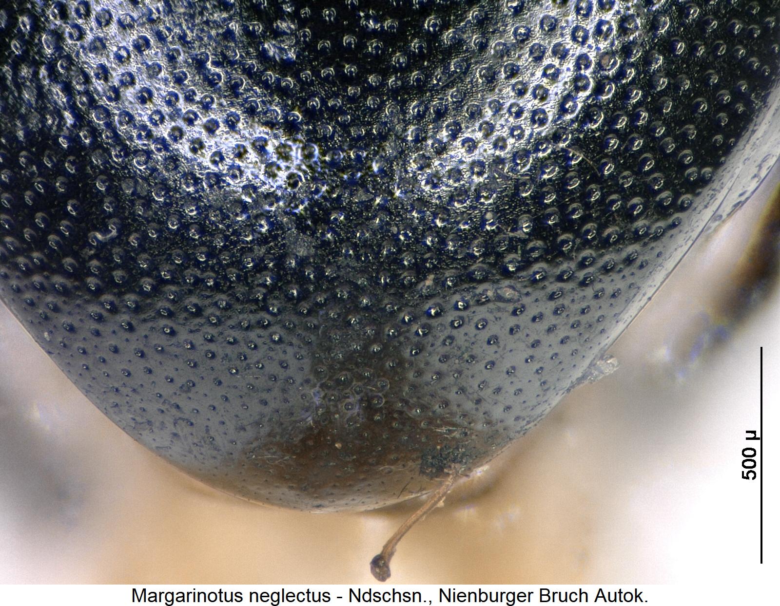 margarinotus_neglectus_pyg.jpg