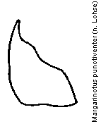 margarinotus_punctiventer_apodem.gif