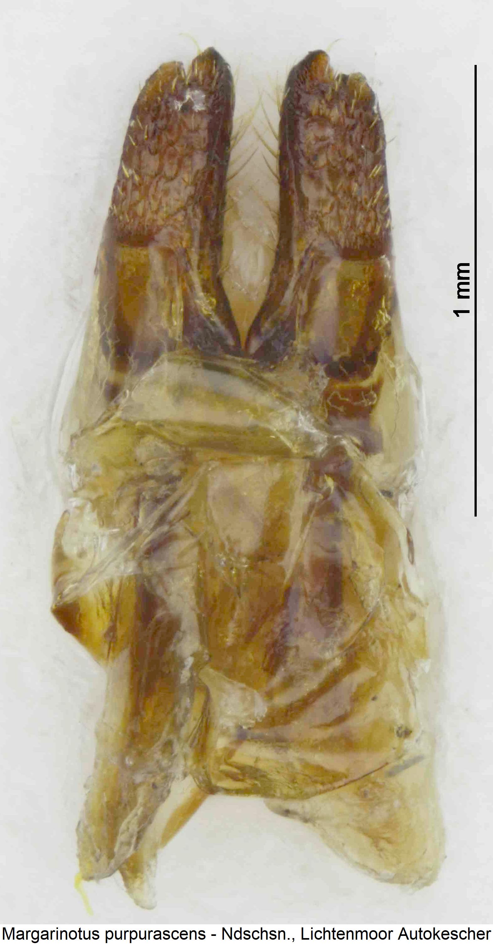 margarinotus_purpurascens_ovi.jpg