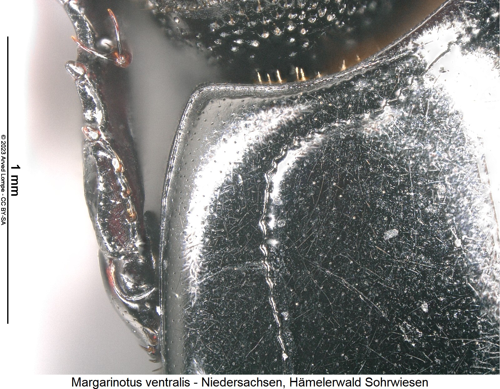 margarinotus_ventralis_hsch_ms.jpg