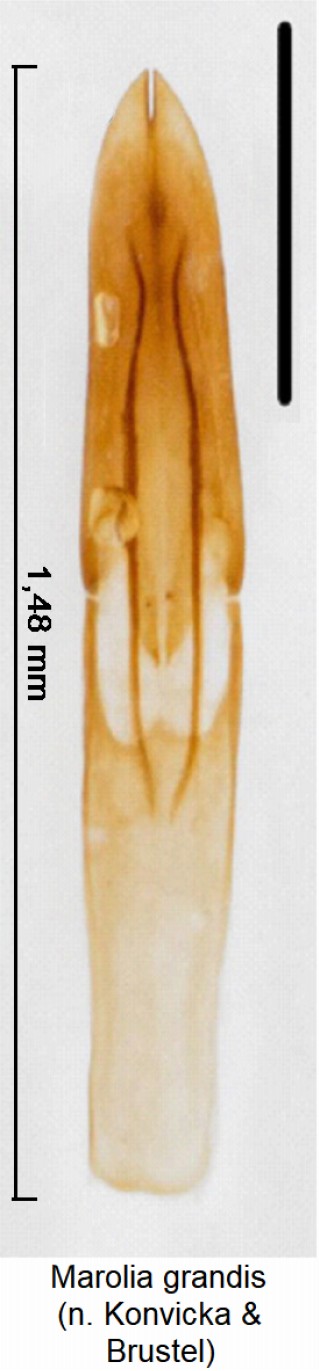 marolia_grandis.jpg