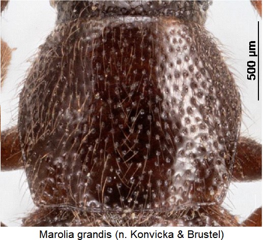 marolia_grandis_hsch.jpg