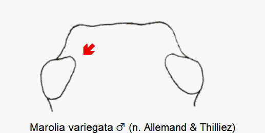 marolia_variegata_k.gif