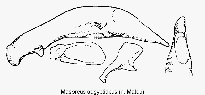 masoreus_aegyptiacus.gif