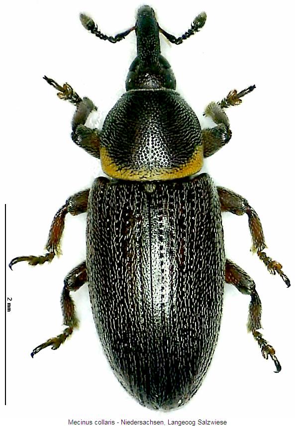 mecinus_collaris_hab.jpg