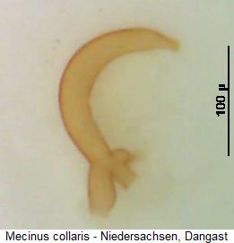 mecinus_collaris_sperm.jpg