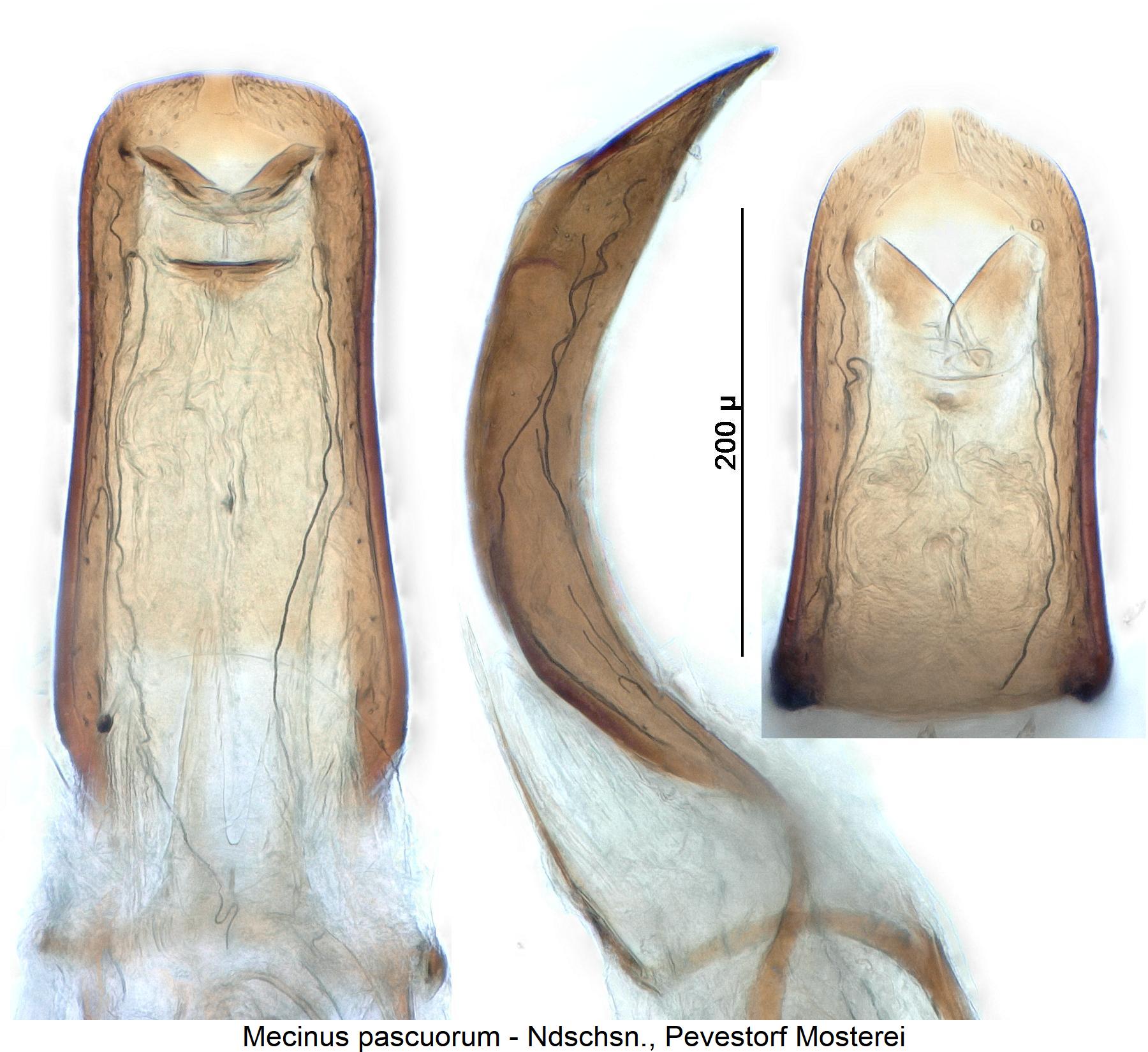 mecinus_pascuorum.jpg