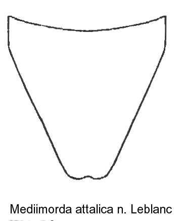 mediimorda_attalica_hypopygidium.jpg