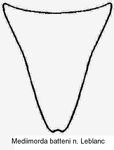 mediimorda_batteni_hypopygidium.jpg