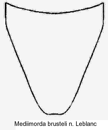 mediimorda_brusteli_hypopygidium.jpg