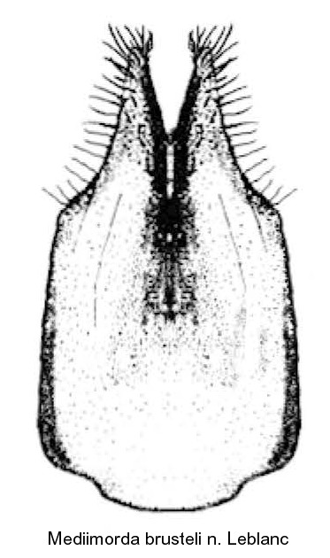 mediimorda_brusteli_urosternit.jpg