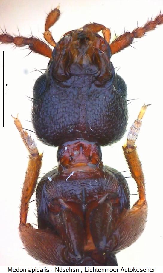 medon_apicalis_us.jpg