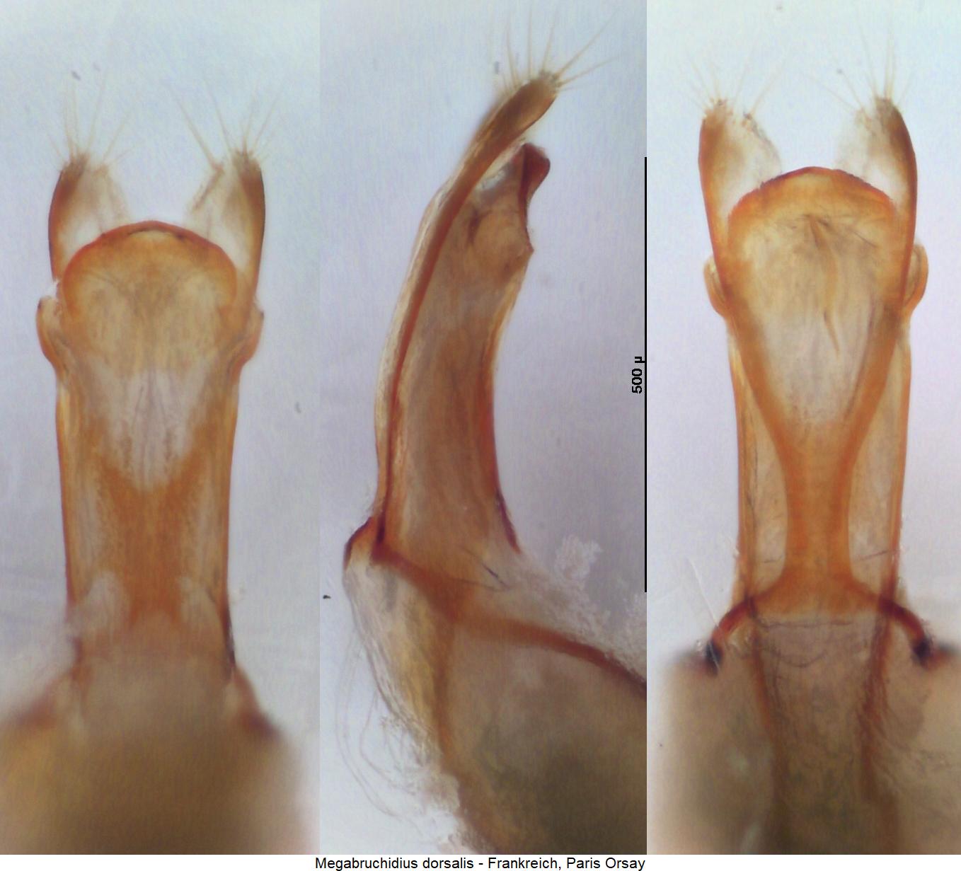 megabruchidius_dorsalis1.jpg