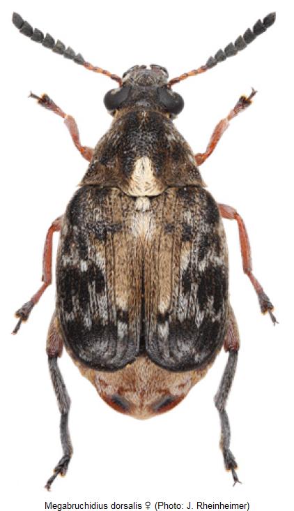 megabruchidius_dorsalis_hab.jpg