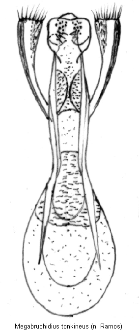 megabruchidius_tonkineus.gif