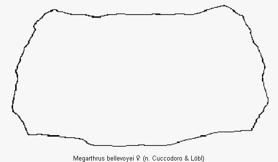 megarthrus_bellevoyei_hsch.gif