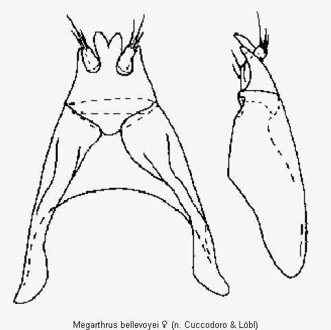 megarthrus_bellevoyei_ovi.gif