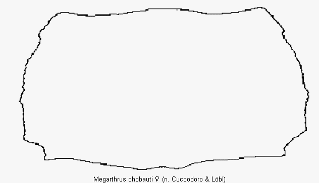 megarthrus_chobauti_hsch.gif