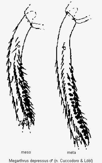 megarthrus_depressus_schn.gif