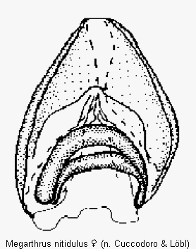 megarthrus_nitidulus_ster.gif