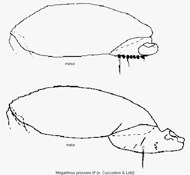megarthrus_prosseni_schl.gif