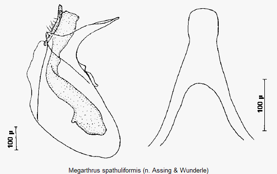 megarthrus_spathuliformis.gif
