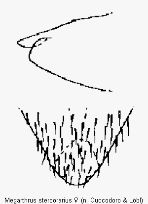 megarthrus_stercorarius_ter.gif