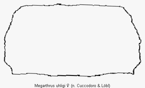 megarthrus_uhligi_hsch.gif