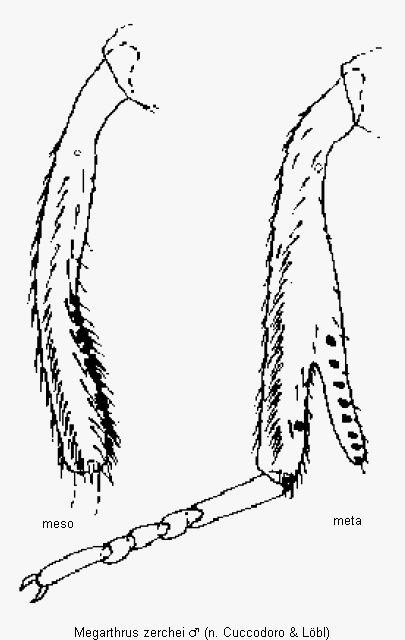 megarthrus_zerchei_schn.gif