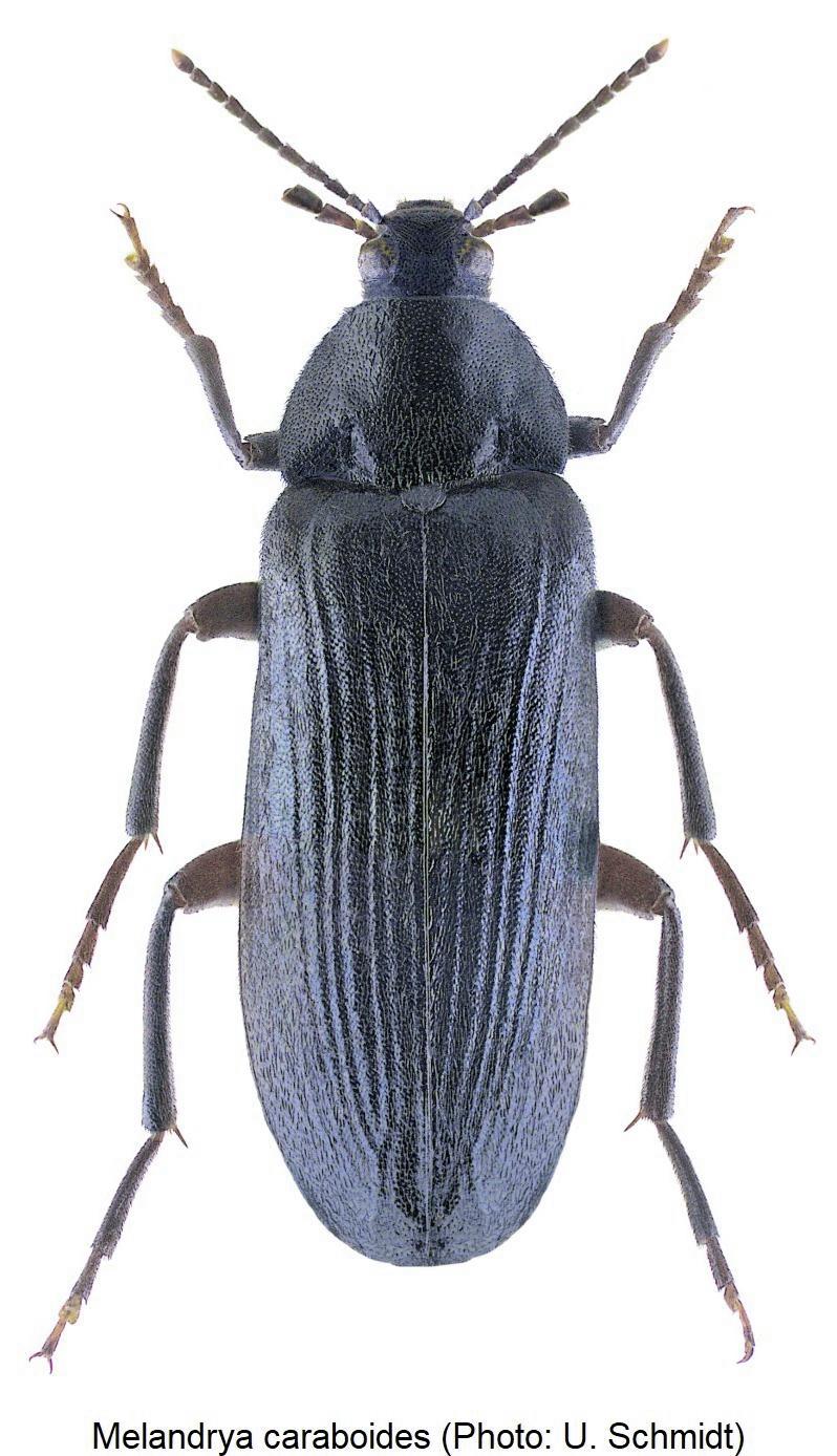 melandrya_caraboides_hab.jpg