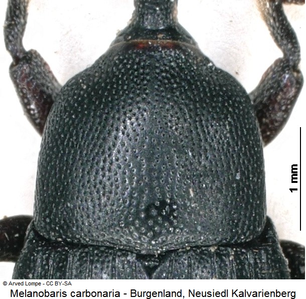 melanobaris_carbonaria_ck14858_hsch.jpg
