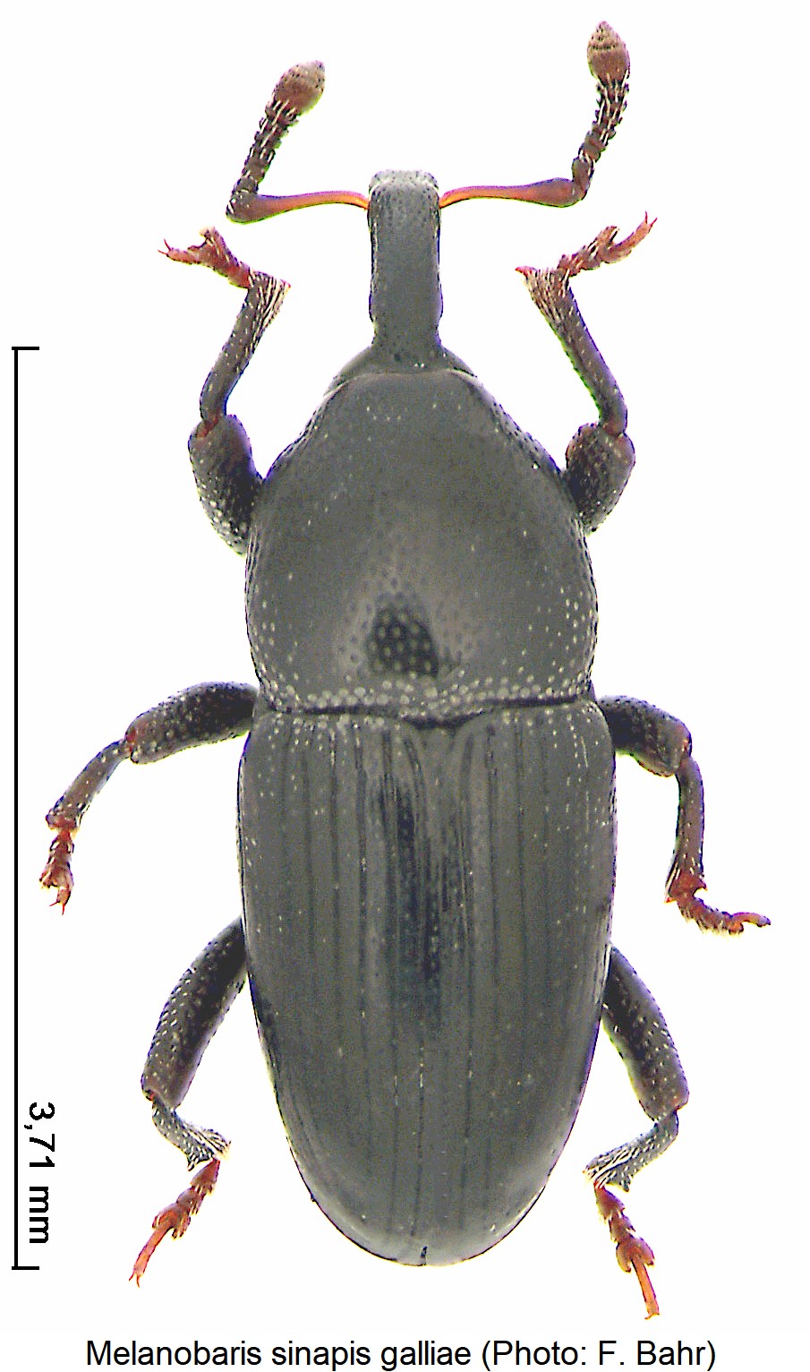 melanobaris_galliae_hab.jpg