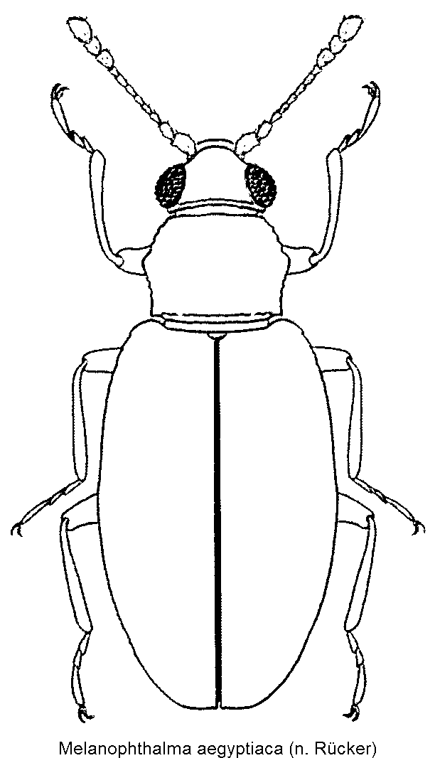 melanophthalma_aegyptiaca_hab.gif