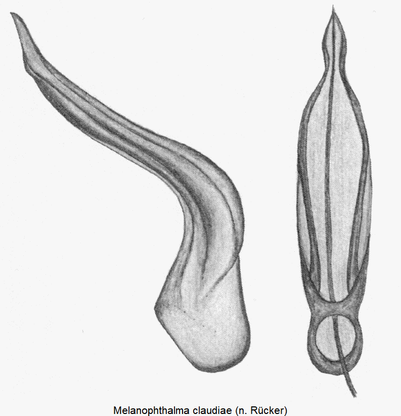 melanophthalma_claudiae.gif