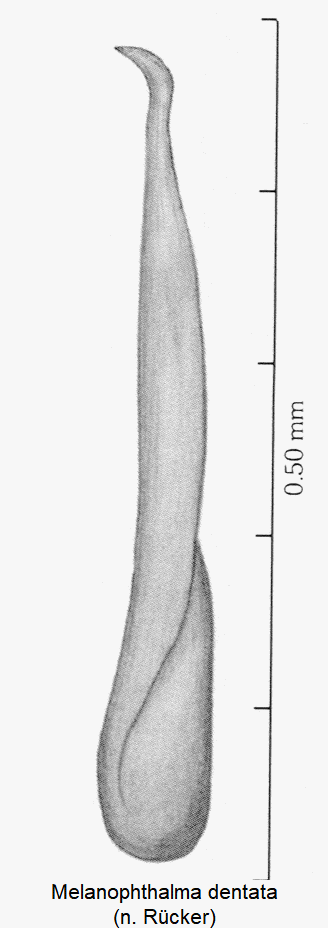 melanophthalma_dentata.gif