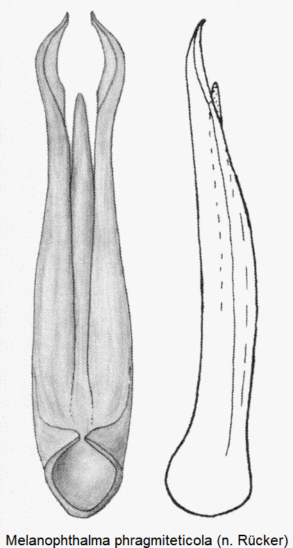 melanophthalma_phragmiteticola.gif