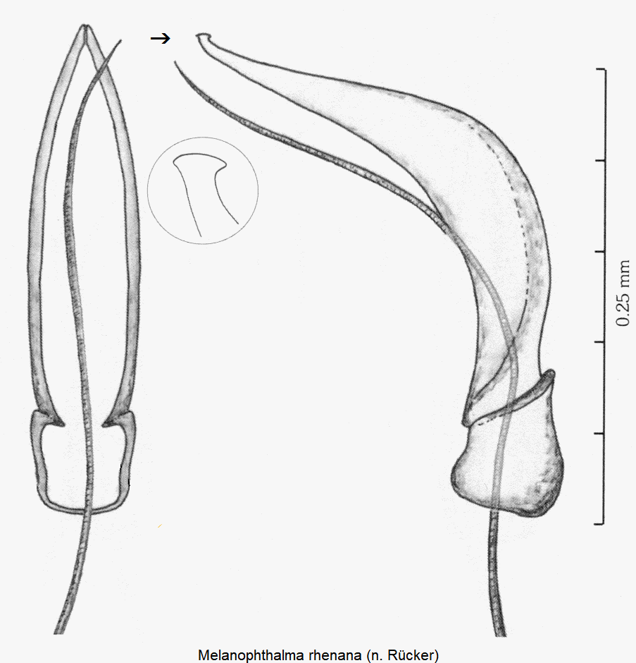 melanophthalma_rhenana.gif
