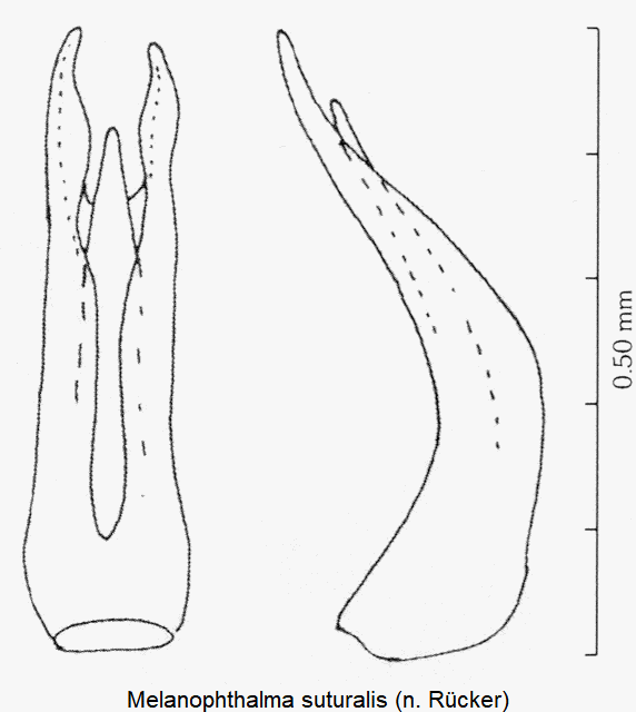 melanophthalma_suturalis1.gif