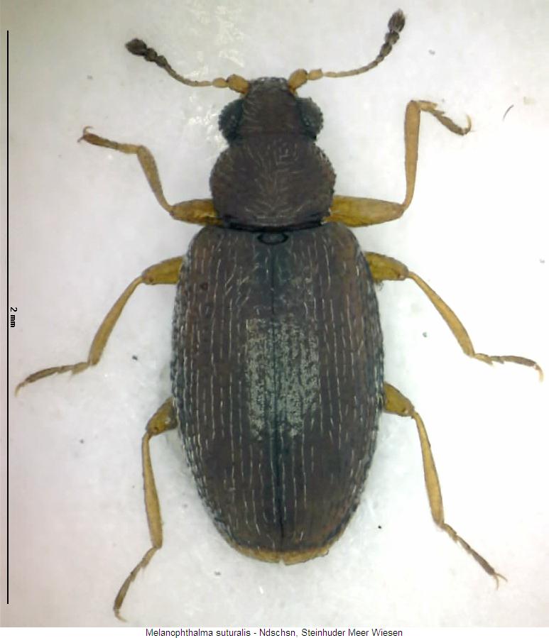 melanophthalma_suturalis_hab.jpg