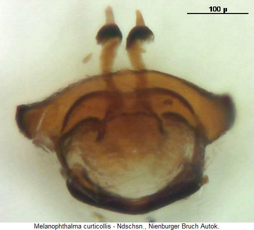 melanophthalma_transversalis_ovi.jpg