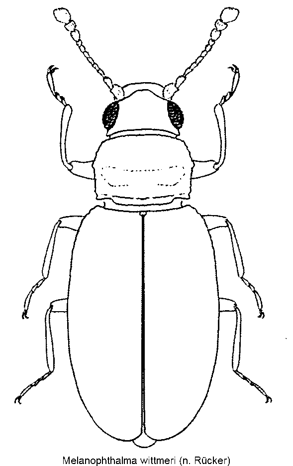 melanophthalma_wittmeri_hab.gif