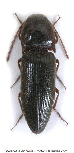 melanotus_dichrous_hab.jpg