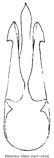 melanotus_rufipes.gif