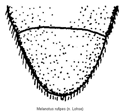melanotus_rufipes_ster.gif