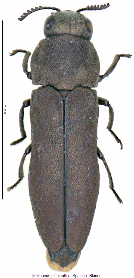 meliboeus_gibbicollis_hab.jpg