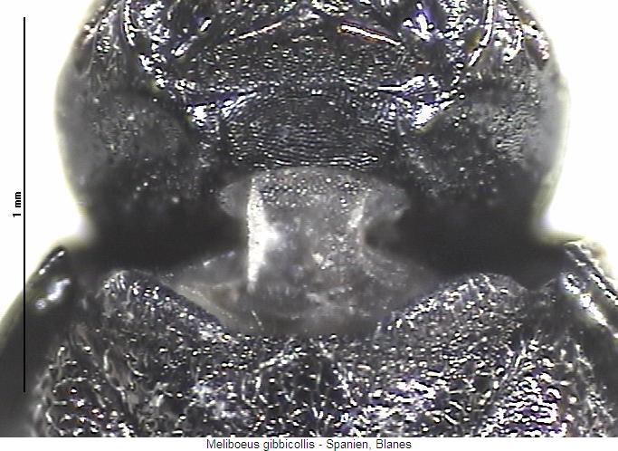 meliboeus_gibbicollis_kus.jpg