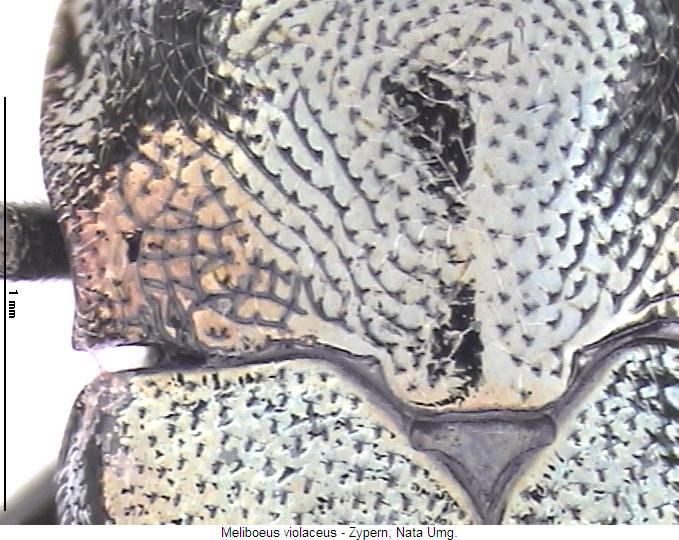 meliboeus_violaceus_hsch.jpg