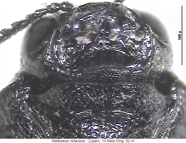 meliboeus_violaceus_kus.jpg