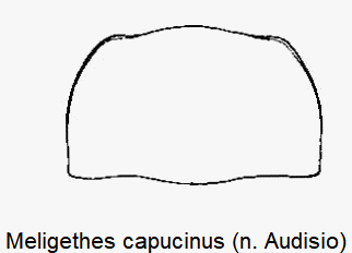 meligethes_capucinus_hsch.gif